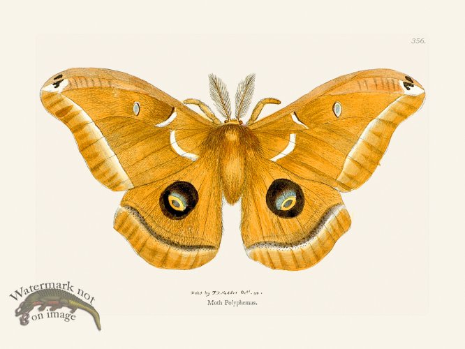 (image for) 356 Moth Polyphemus