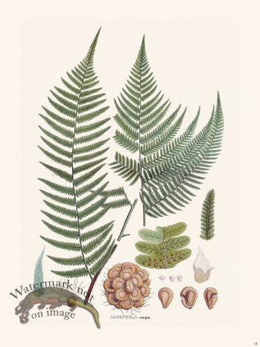 Ferns of Brazil 18