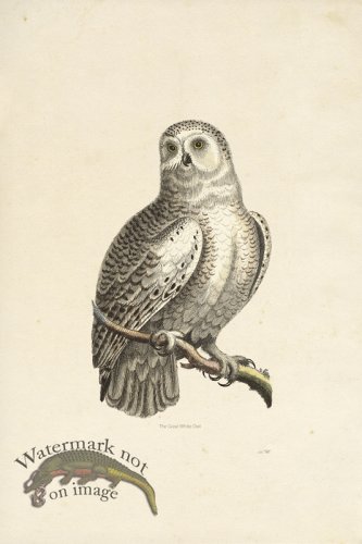 (image for) KO 23 Great White Owl