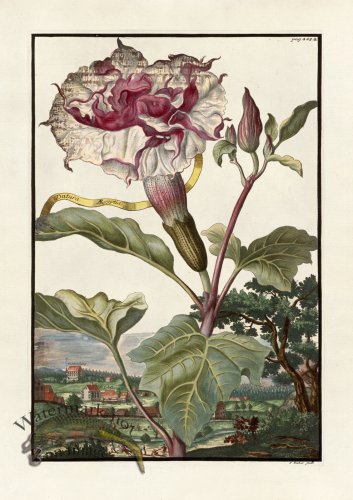 (image for) Volckamer 077