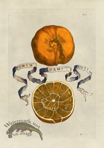 (image for) Ferrari 315