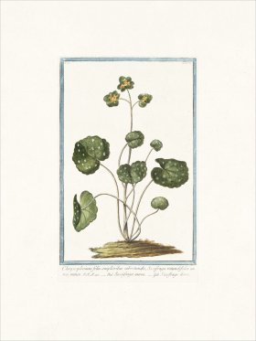 Bonelli 151 Golden saxifrage