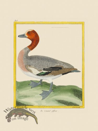 (image for) Martinet Bird 825