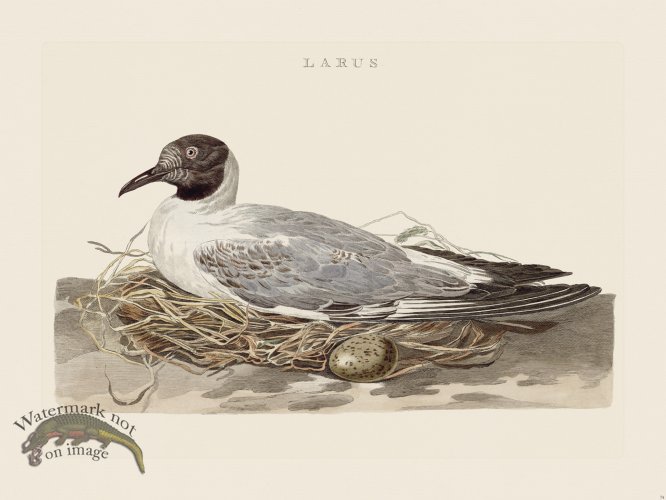 (image for) Nozeman Bird 074