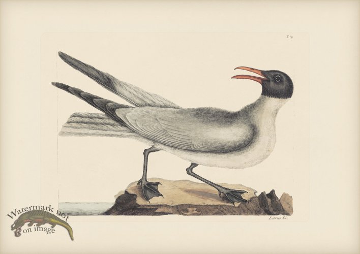 (image for) 089 Laughing Gull