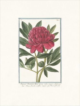 Bonelli 431 Peony