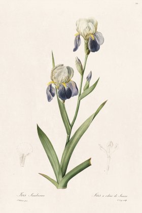 Les Liliacees Redoute 338