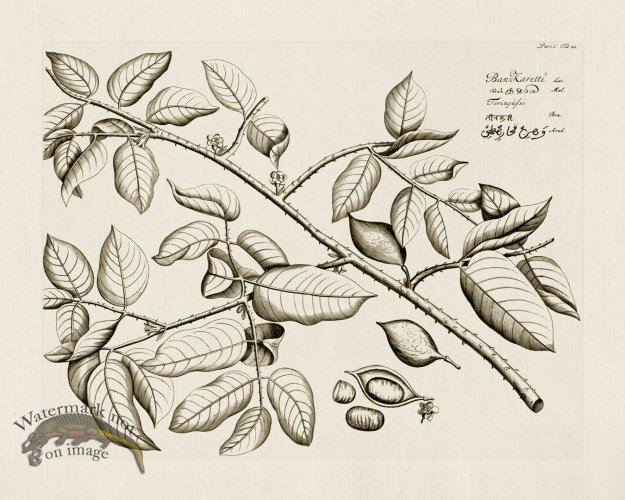 (image for) HORTUS VOl 06 20