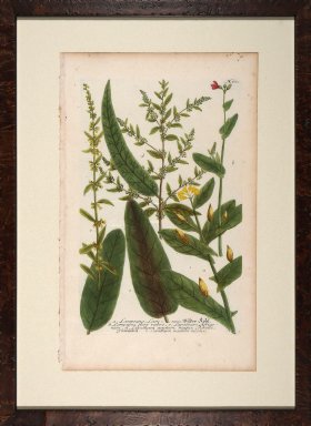 Weinmann Floated Burl 726 03