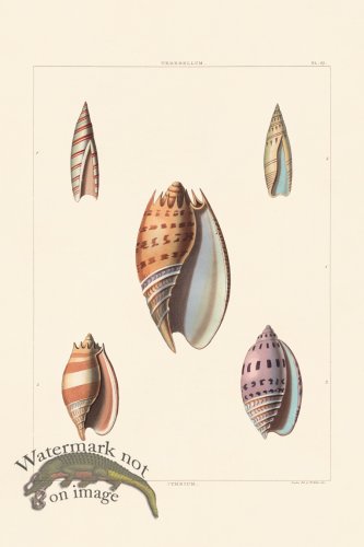 (image for) Perry Shell 37