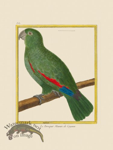 (image for) Martinet Bird 861
