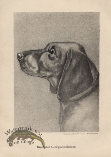(image for) 1890s Dogs 14