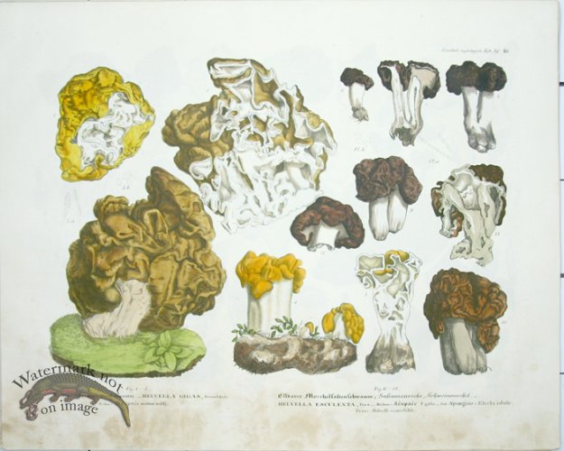Mushroom Atlas 29