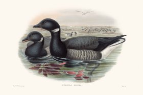 Gould Waterfowl 36