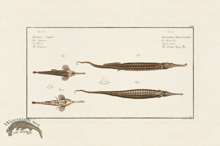 (image for) BLOCH FISH 121