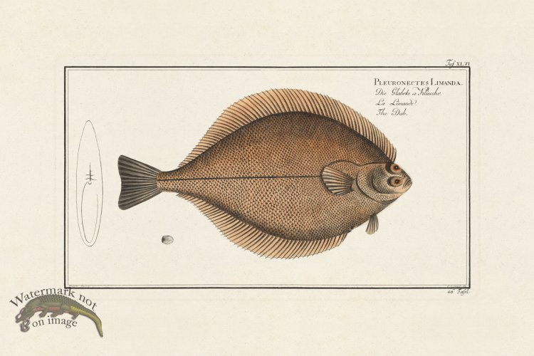 (image for) BLOCH FISH 046