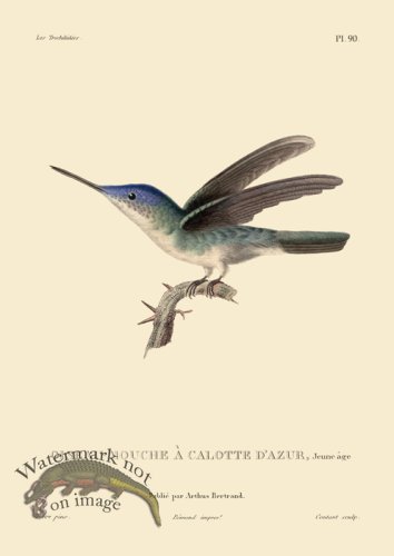 (image for) Humming Bird 90