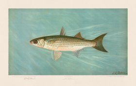 Striped Mullet