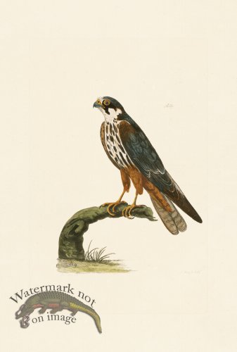 (image for) Pennant Zoology 122