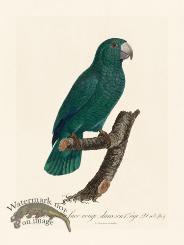 (image for) Barraband Parrot 108b