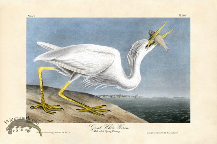(image for) Great White Heron