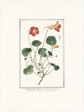 Bonelli 663 Grande Capucine