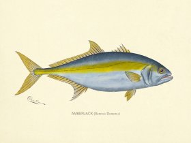 Amberjack