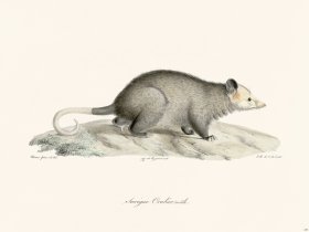 Cuvier 249 Male Crabeater