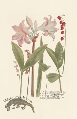 (image for) Weinmann PL 653