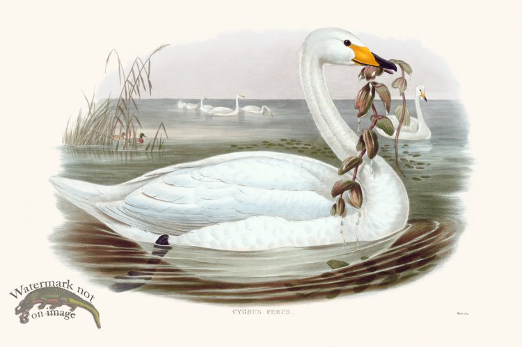 (image for) Gould Waterfowl 15