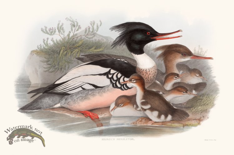 (image for) Gould Waterfowl 13