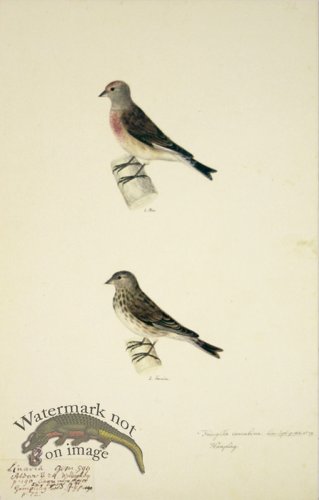 72 Swedish Birds . Fringilla Cannabina, Linnet, M.F