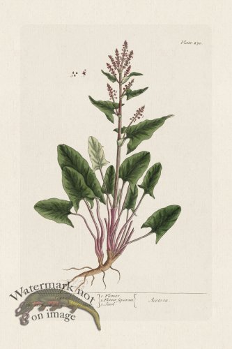 (image for) BEE 230 Sorrel