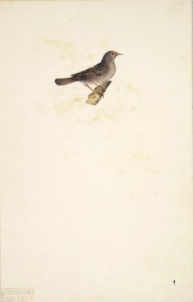 60 Swedish Birds . Motacilla (Type of Wag Tail)