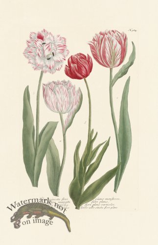 (image for) Weinmann Pl 984