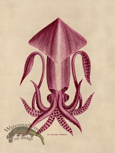 (image for) Octopus Pink 36