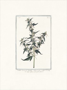 Bonelli 673 spiny cockleburr