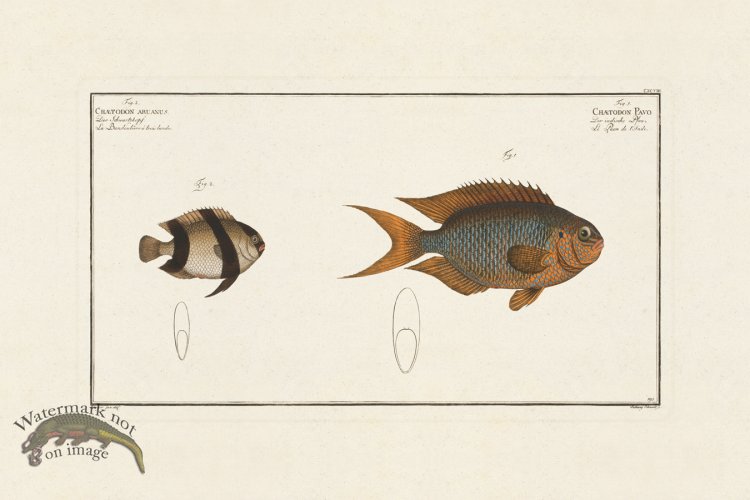 (image for) BLOCH FISH 198