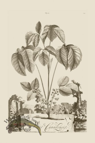 (image for) Abraham Munting 060