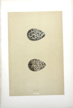 Morris_Eggs_10