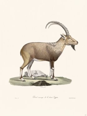 Cuvier 143 Wild Goat of Egypt