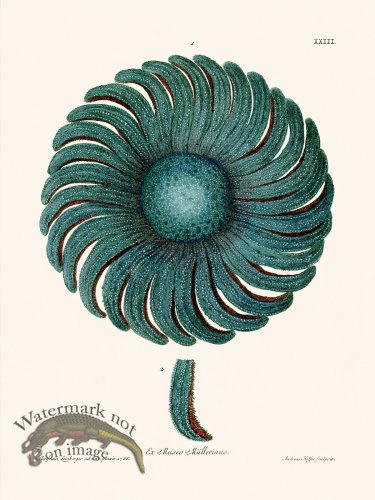 (image for) Knorr Sealife 23