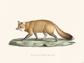 Cuvier 166 Red Fox Nth America