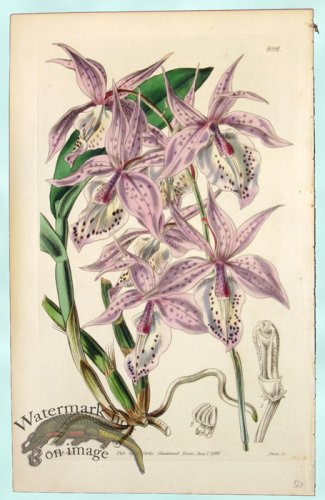 (image for) Curtis Orchids 28