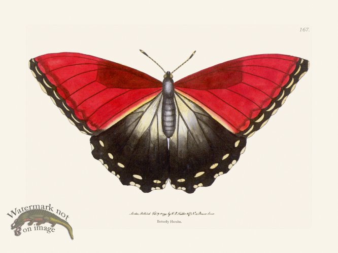 (image for) 167 Butterfly Hecuba