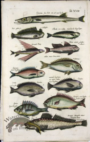 (image for) 1660_Sea_life_35