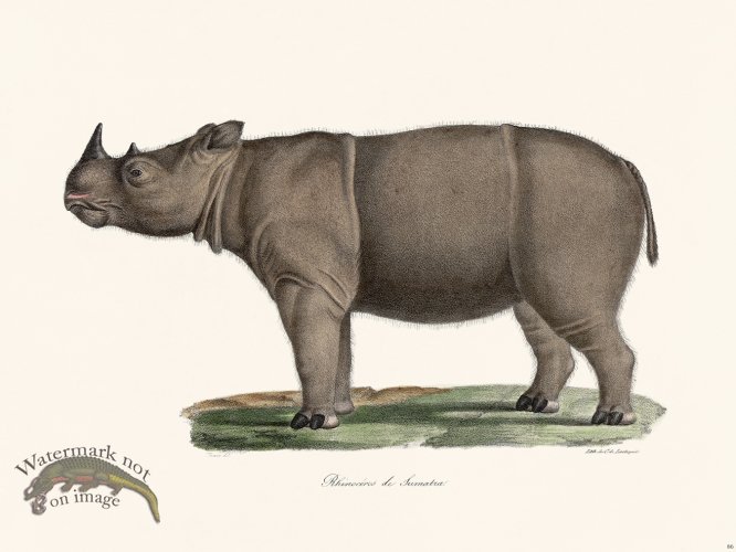 (image for) Cuvier 086 Sumatran Rhinoceros