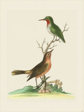 Edwards 121 American Nightingale