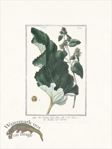 (image for) Bonelli 683 turkey burrseed