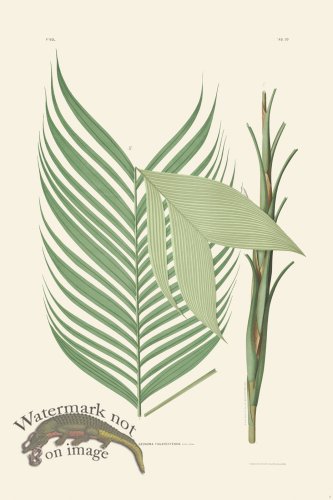 (image for) Rodrigues Palm Front 012